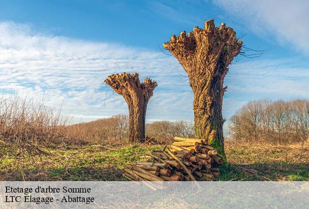 Etetage d'arbre 80 Somme  LTC Elagage - Abattage 