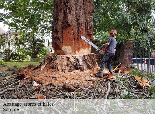 Abattage arbres et haies 80 Somme  LTC Elagage - Abattage 