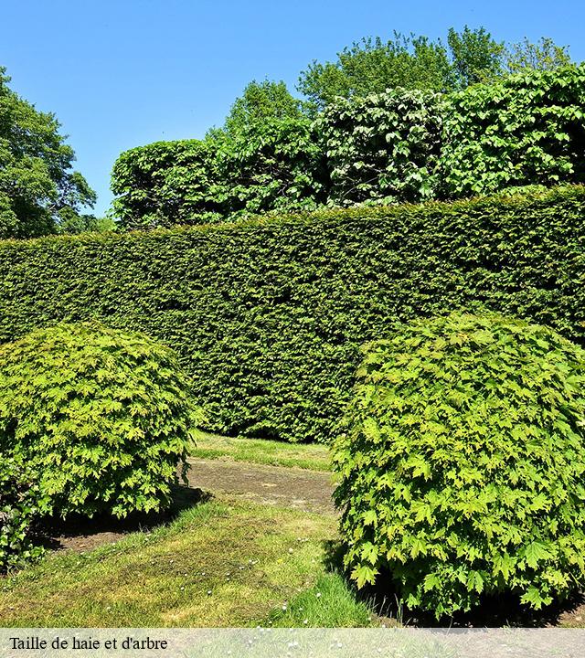 Taille de haie et d'arbre  aizecourt-le-bas-80240 LTC Elagage - Abattage 