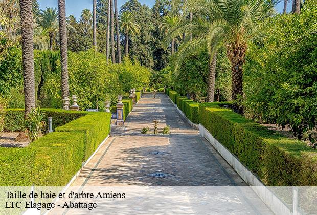 Taille de haie et d'arbre  amiens-80000 LTC Elagage - Abattage 