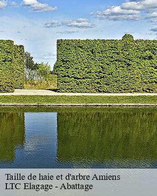 Taille de haie et d'arbre  amiens-80000 LTC Elagage - Abattage 