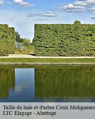 Taille de haie et d'arbre  croix-moligneaux-80400 LTC Elagage - Abattage 