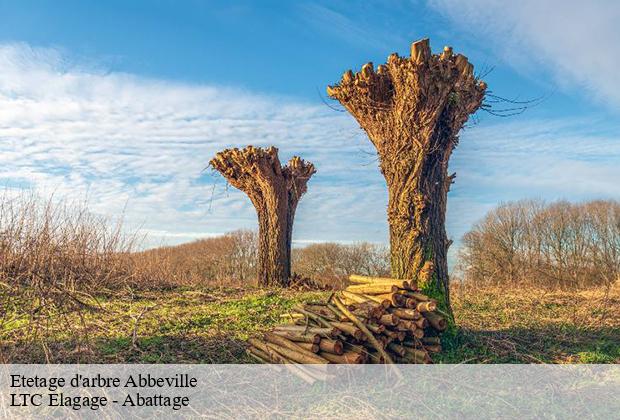 Etetage d'arbre  abbeville-80100 LTC Elagage - Abattage 