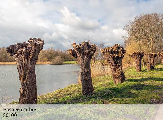 Etetage d'arbre  abbeville-80100 LTC Elagage - Abattage 