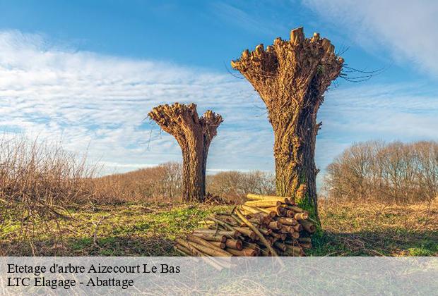 Etetage d'arbre  aizecourt-le-bas-80240 LTC Elagage - Abattage 