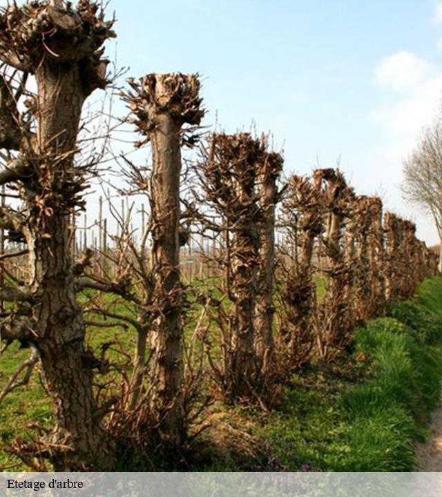 Etetage d'arbre  aizecourt-le-bas-80240 LTC Elagage - Abattage 