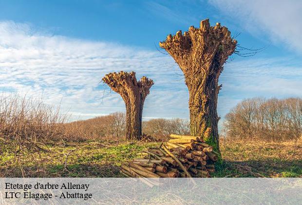 Etetage d'arbre  allenay-80530 LTC Elagage - Abattage 