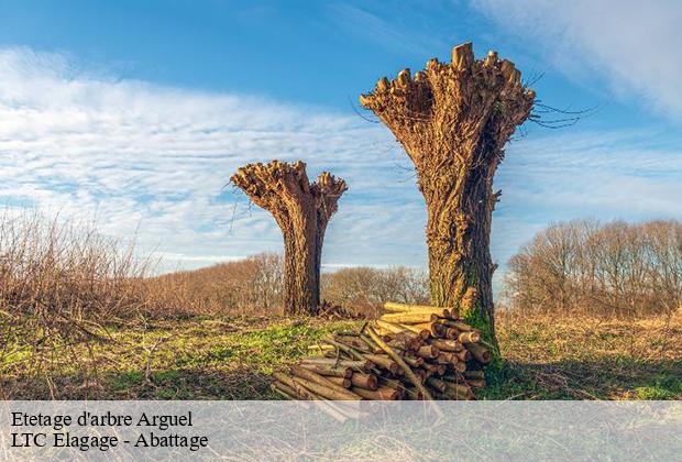 Etetage d'arbre  arguel-80140 LTC Elagage - Abattage 