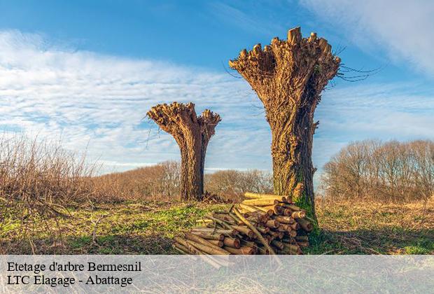 Etetage d'arbre  bermesnil-80140 LTC Elagage - Abattage 