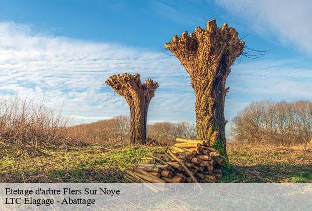 Etetage d'arbre  flers-sur-noye-80160 LTC Elagage - Abattage 