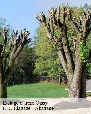 Etetage d'arbre  oissy-80540 LTC Elagage - Abattage 